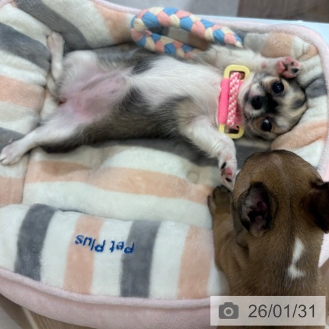 大阪府のチワワ(ロング) (ペットプラス 大阪ドームシティ店/2025年10月24日生まれ/女の子/セーブルホワイト)の子犬の3枚目の画像