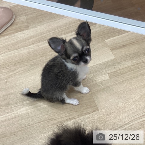 大阪府のチワワ(ロング) (ペットプラス りんくう泉南店/2025年10月24日生まれ/女の子/セーブルホワイト)の子犬の3枚目の画像