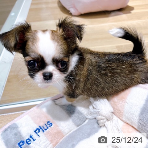 大阪府のチワワ(ロング) (ペットプラス イオン大日店/2025年10月24日生まれ/女の子/セーブルホワイト)の子犬の4枚目の画像