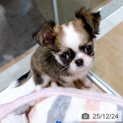 大阪府のチワワ(ロング) (ペットプラス イオン大日店/2025年10月24日生まれ/女の子/セーブルホワイト)の子犬の3枚目の画像