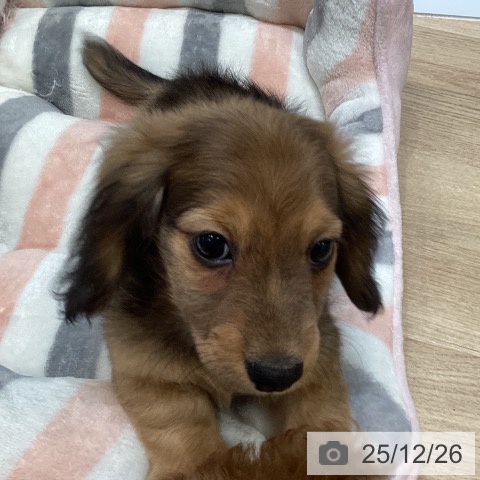 ミニチュア・ダックスフンドの写真