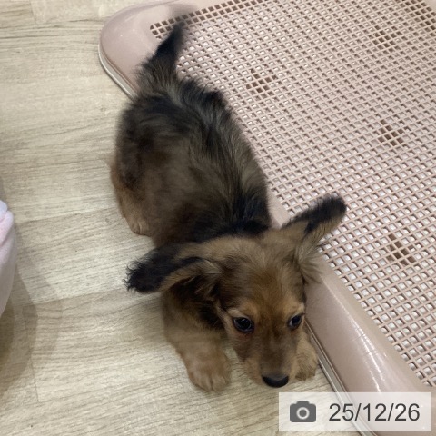 ミニチュア・ダックスフンドの写真