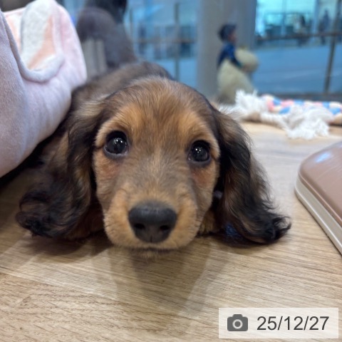 ミニチュア・ダックスフンドの写真