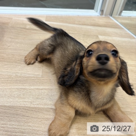 ミニチュア・ダックスフンドの写真