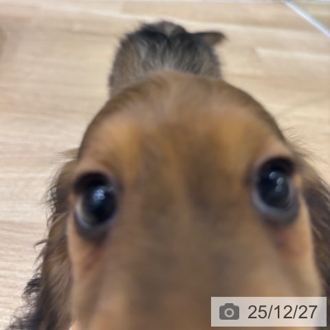 ミニチュア・ダックスフンドの写真