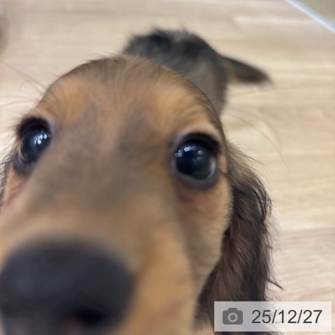 ミニチュア・ダックスフンドの写真