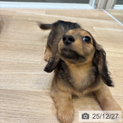 ミニチュア・ダックスフンドの写真