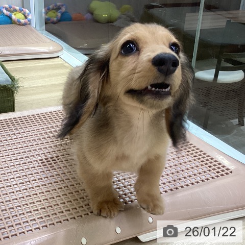 兵庫県のミニチュアダックスフンド(ロング) (ペットプラス 明石店/2025年10月24日生まれ/男の子/シェーデットレッド)の子犬の4枚目の画像