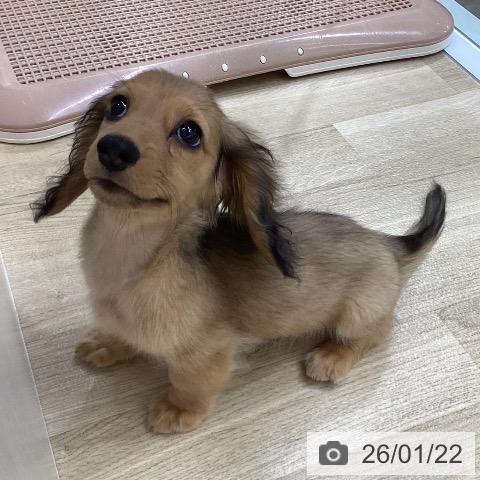 兵庫県のミニチュアダックスフンド(ロング) (ペットプラス 明石店/2025年10月24日生まれ/男の子/シェーデットレッド)の子犬の3枚目の画像