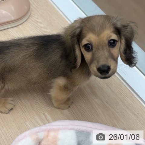 京都府のミニチュアダックスフンド(ロング) (ペットプラス 京都桂川店/2025年10月24日生まれ/男の子/シェーデットイエロー)の子犬の4枚目の画像