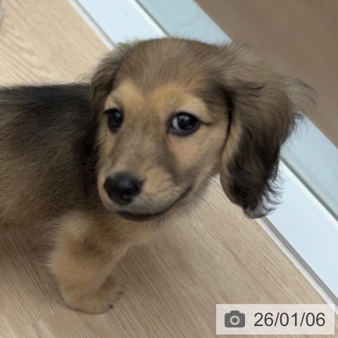 京都府のミニチュアダックスフンド(ロング) (ペットプラス 京都桂川店/2025年10月24日生まれ/男の子/シェーデットイエロー)の子犬の3枚目の画像