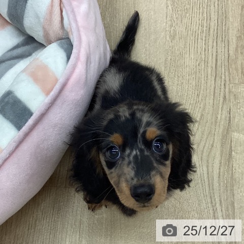 ミニチュア・ダックスフンドの写真