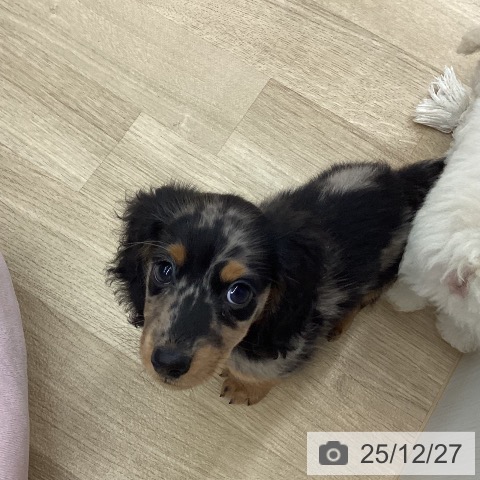 ミニチュア・ダックスフンドの写真