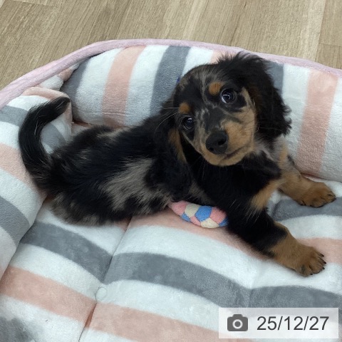 ミニチュア・ダックスフンドの写真