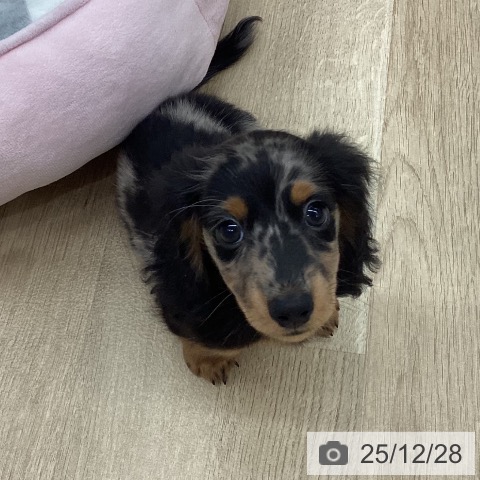 ミニチュア・ダックスフンドの写真