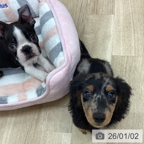 新潟県のミニチュアダックスフンド(ロング) (ペットプラス 新潟南店/2025年10月23日生まれ/男の子/シルバーダップル)の子犬の3枚目の画像