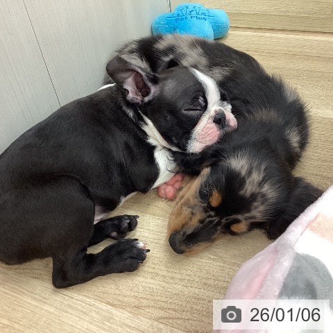 新潟県のミニチュアダックスフンド(ロング) (ペットプラス 新潟南店/2025年10月23日生まれ/男の子/シルバーダップル)の子犬の4枚目の画像