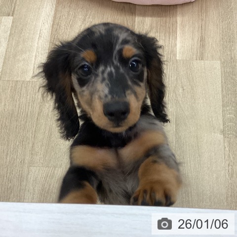 新潟県のミニチュアダックスフンド(ロング) (ペットプラス 新潟南店/2025年10月23日生まれ/男の子/シルバーダップル)の子犬の3枚目の画像