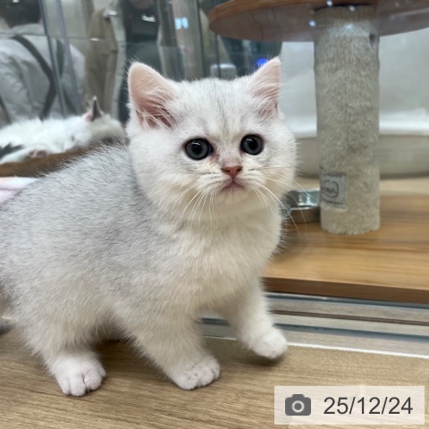 ブリティッシュショートヘアの写真