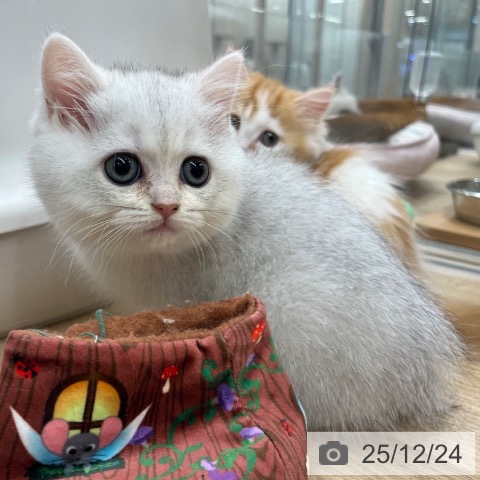 ブリティッシュショートヘアの写真