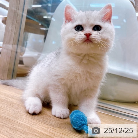 ブリティッシュショートヘアの写真