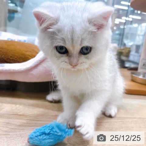 ブリティッシュショートヘアの写真