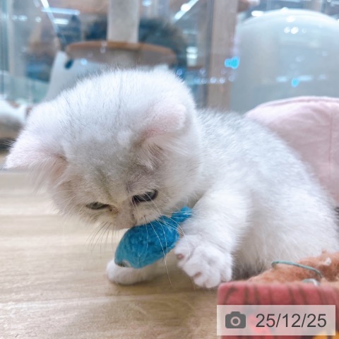 ブリティッシュショートヘアの写真