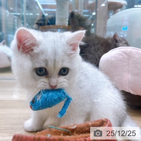 ブリティッシュショートヘアの写真