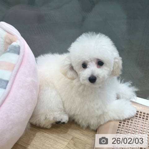 トイ・プードルの写真