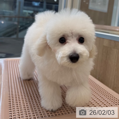 トイ・プードルの写真