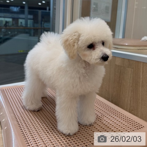 トイ・プードルの写真