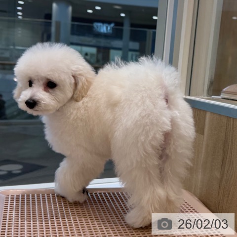 トイ・プードルの写真