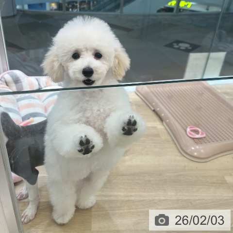 トイ・プードルの写真