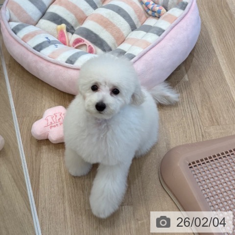 トイ・プードルの写真