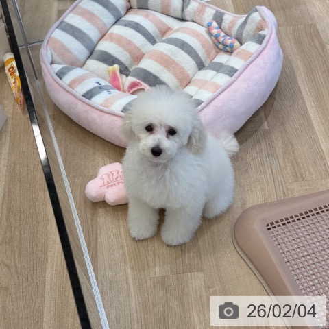 トイ・プードルの写真