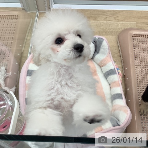 トイ・プードルの写真