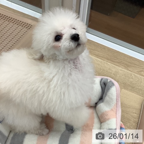 大阪府のトイプードル(トイ) (ペットプラス りんくう泉南店/2025年10月22日生まれ/女の子/ホワイト)の子犬の3枚目の画像