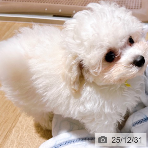 大阪府のトイプードル(トイ) (ペットプラス イオン大日店/2025年10月22日生まれ/男の子/ホワイト)の子犬の4枚目の画像