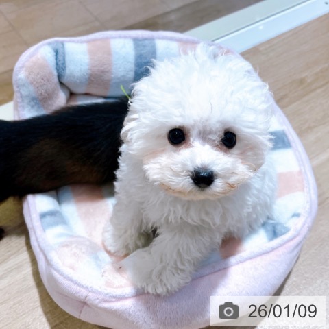 大阪府のトイプードル(トイ) (ペットプラス イオン大日店/2025年10月22日生まれ/男の子/ホワイト)の子犬の4枚目の画像