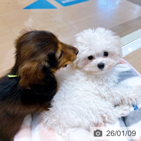 大阪府のトイプードル(トイ) (ペットプラス イオン大日店/2025年10月22日生まれ/男の子/ホワイト)の子犬の3枚目の画像