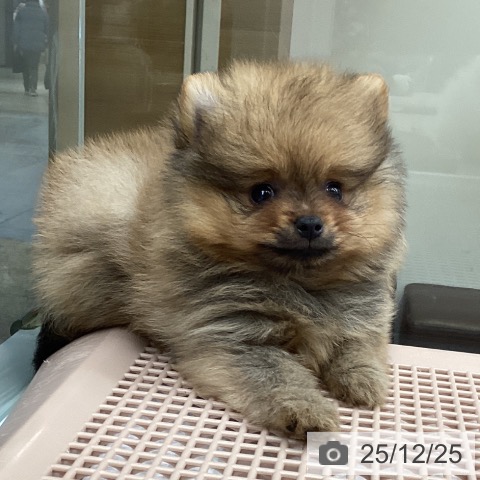 大阪府のポメラニアン (ペットプラス ららぽーと和泉店/2025年10月24日生まれ/男の子/オレンジ)の子犬の4枚目の画像