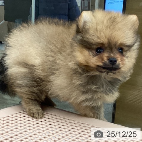 大阪府のポメラニアン (ペットプラス ららぽーと和泉店/2025年10月24日生まれ/男の子/オレンジ)の子犬の3枚目の画像