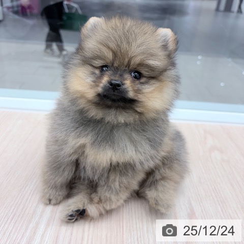 ポメラニアンの写真