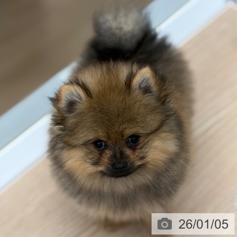 京都府のポメラニアン (ペットプラス 京都桂川店/2025年10月24日生まれ/女の子/オレンジ)の子犬の4枚目の画像