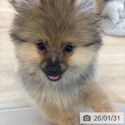 京都府のポメラニアン (ペットプラス 久御山店/2025年10月24日生まれ/女の子/オレンジ)の子犬の4枚目の画像