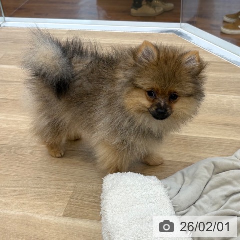 京都府のポメラニアン (ペットプラス 久御山店/2025年10月24日生まれ/女の子/オレンジ)の子犬の4枚目の画像