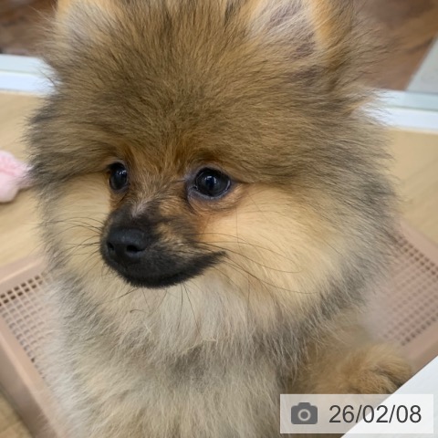 京都府のポメラニアン (ペットプラス 久御山店/2025年10月24日生まれ/女の子/オレンジ)の子犬の4枚目の画像