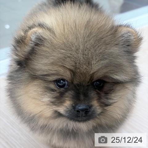 ポメラニアンの写真