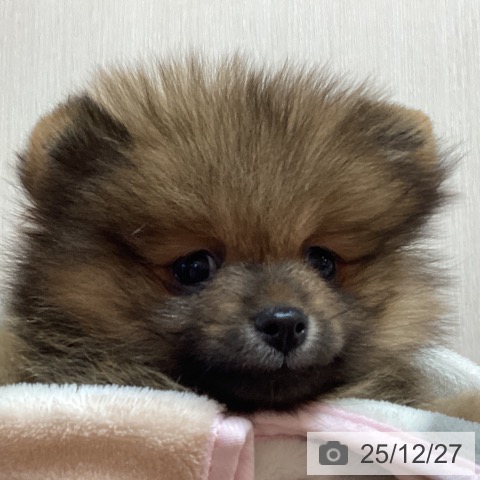 京都府のポメラニアン (ペットプラス イオンモールKYOTO店/2025年10月23日生まれ/女の子/オレンジセーブル)の子犬の3枚目の画像