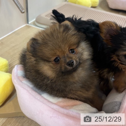 京都府のポメラニアン (ペットプラス イオンモールKYOTO店/2025年10月23日生まれ/女の子/オレンジセーブル)の子犬の3枚目の画像